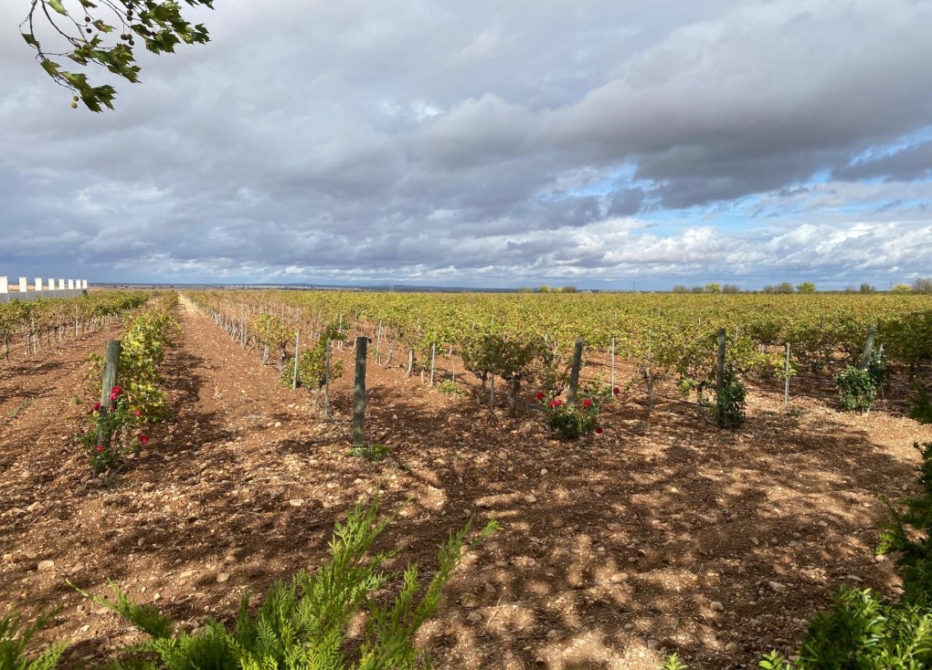 Återförsäljning - Cellar - Albacete