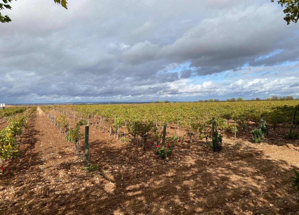 Jälleenmyynti - Cellar - Albacete