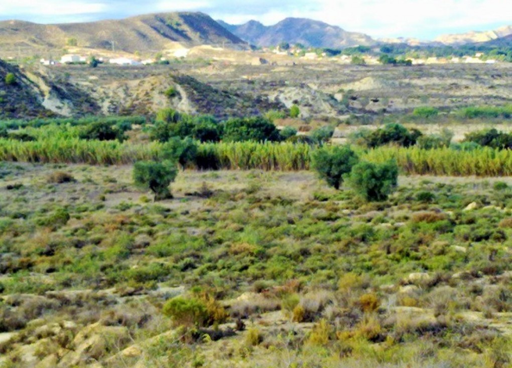 Jälleenmyynti - Tontti - Torremendo