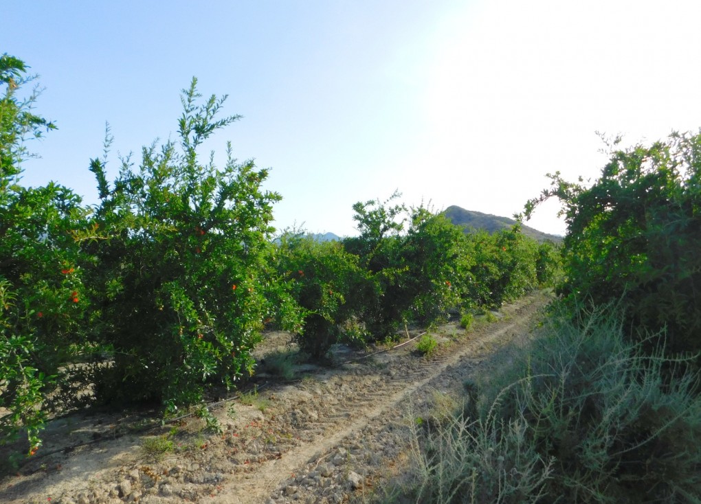 Resale - Plot - Torremendo