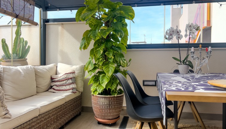 Jälleenmyynti - Asunto - Ylimmän kerroksen asunto - Torrevieja