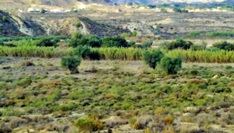 Resale - Plot - Torremendo