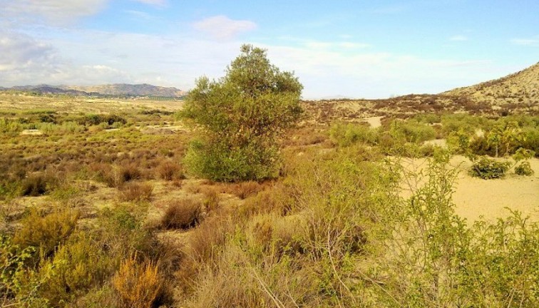 Resale - Plot - Torremendo