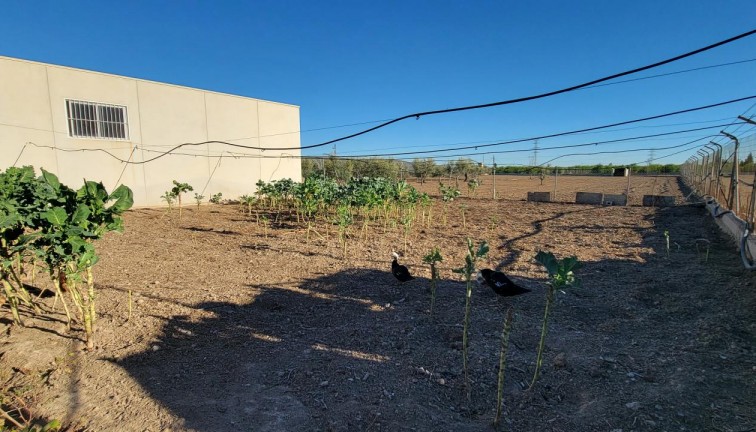 Resale - Finca - San Miguel de Salinas