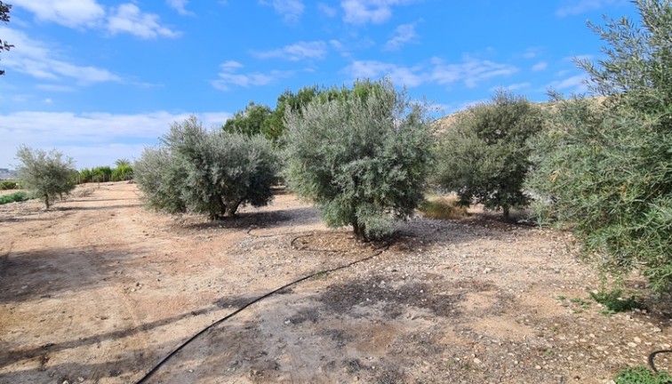 Reventa - Chalet - Orihuela - La Matanza