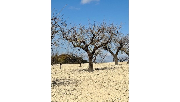 Jälleenmyynti - Tontti - Bullas