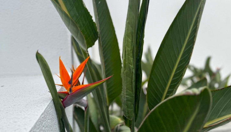 Reventa - Chalet - Torrevieja - Los Balcones