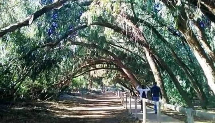 Obra nueva - Bungalow - Torrevieja - Altos del Sol