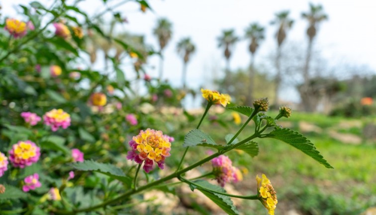 Återförsäljning - Fristående hus - Los Altos