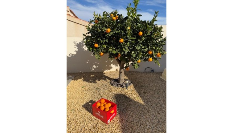 Återförsäljning - Fristående hus - Ciudad quesada - Ciudad Quesada