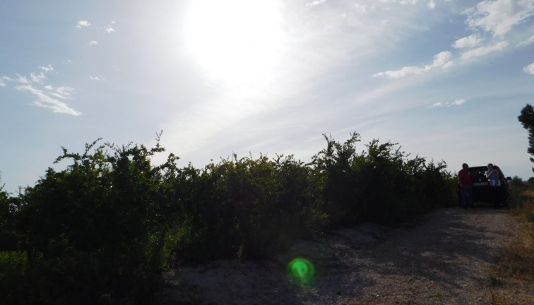 Jälleenmyynti - Tontti - Torremendo