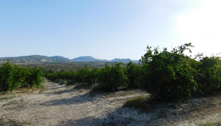 Jälleenmyynti - Tontti - Torremendo