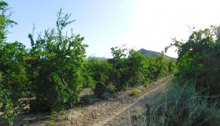 Resale - Plot - Torremendo