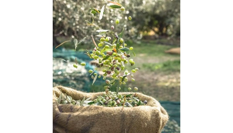 Återförsäljning - Country land - Murcia - Rincón de Seca