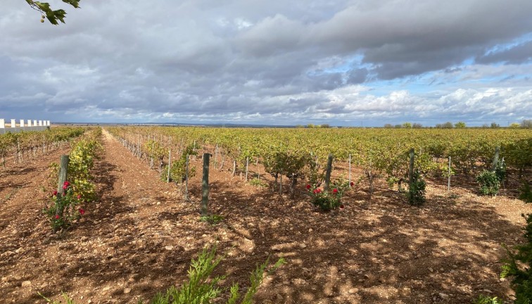Återförsäljning - Cellar - Albacete
