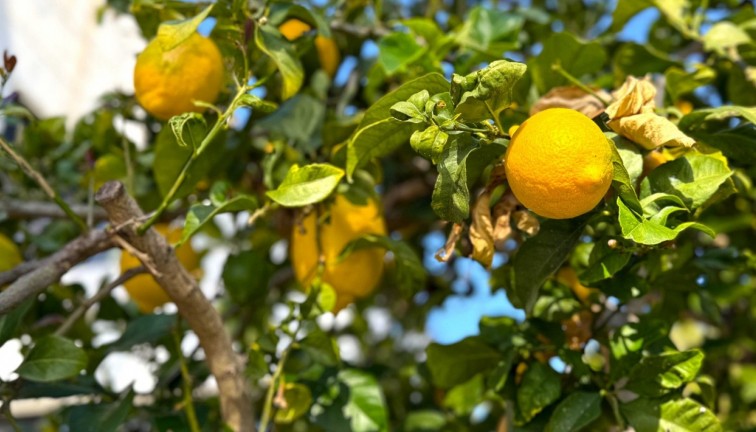 Jälleenmyynti - Erillistalo - Orihuela Costa - Villamartín