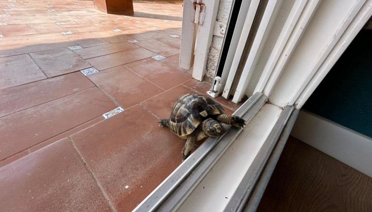 Återförsäljning - Fristående hus - San Miguel de Salinas