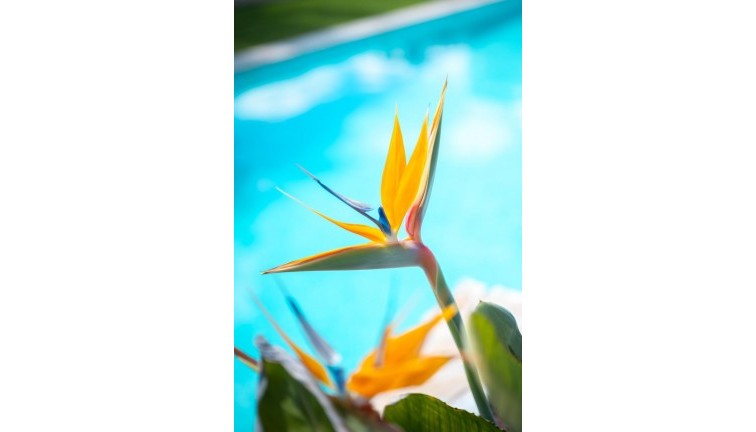 Reventa - Apartamento / piso - Pilar de la Horadada