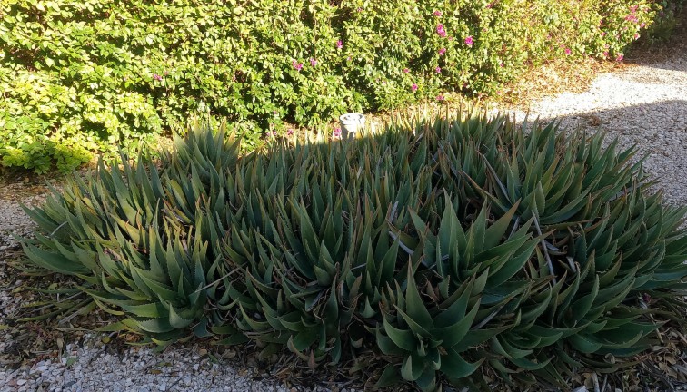 Reventa - Chalet - Orihuela