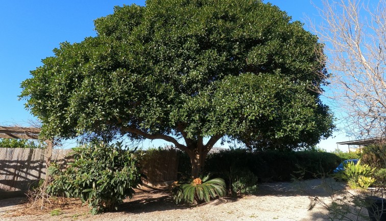 Reventa - Chalet - Orihuela