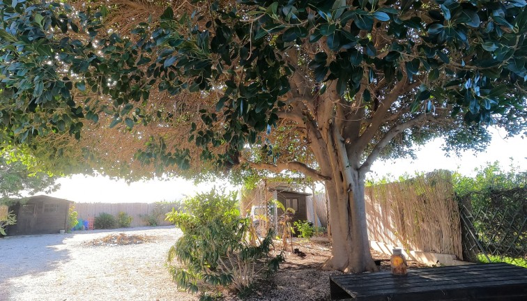 Reventa - Chalet - Orihuela