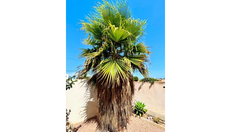 Resale - Chalet - Torrevieja - San Luis