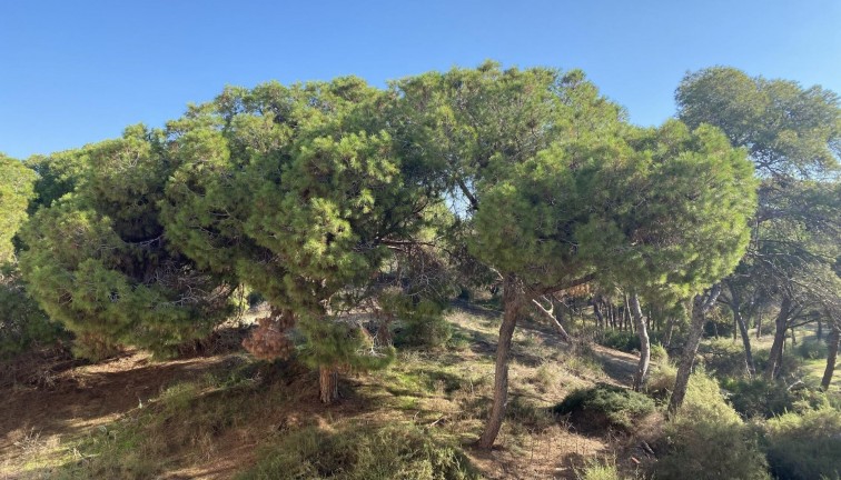 Obra nueva - Apartamento / piso - Guardamar del Segura