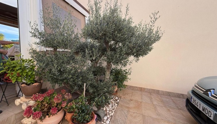 Resale - Chalet - Los Montesinos - LOS MONTESINOS