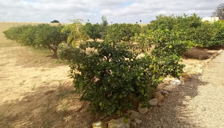 Resale - Chalet - San Javier