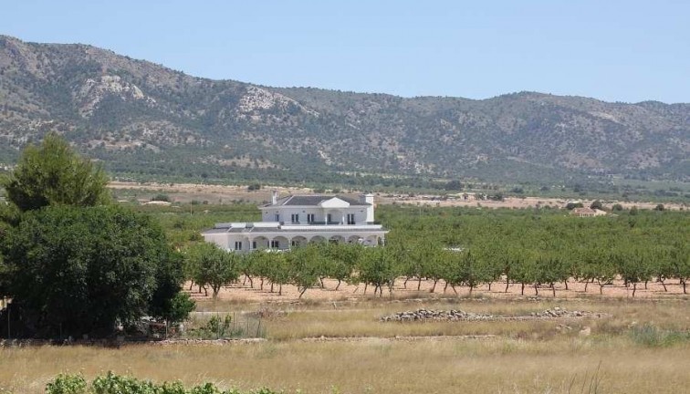 Uudistuotanto - Erillistalo - Pinoso